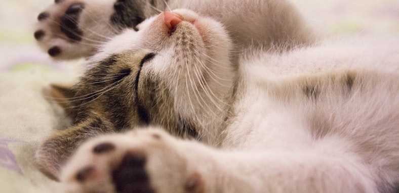 3 tipos de arena para gatos que debes conocer - Laika Blog